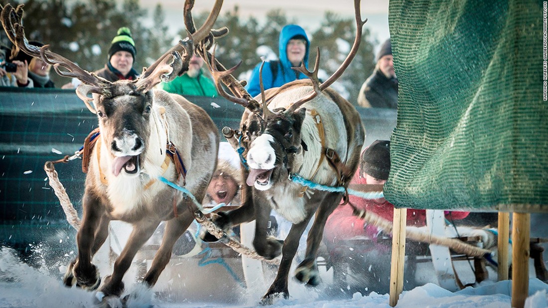 3. Reindeer Race Jokkmokk, İsveç
