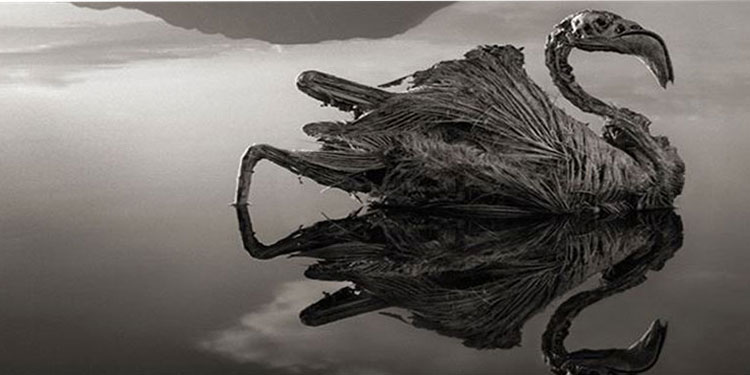 Medusa'nın laneti Natron Gölü