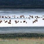 Kuş Cenneti Kuyucuk Gölü- Arpaçay