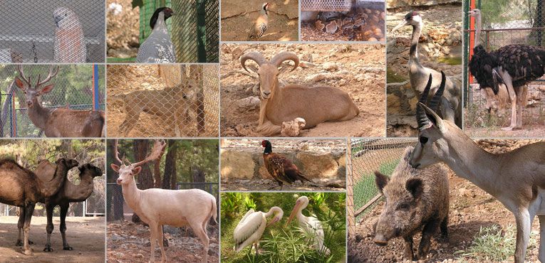 Antalya Hayvanat Bahçesi