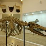 Gaziantep Zooloji ve Doğa Müzesi kapılarını açttı