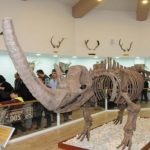 Türkiye’nin ilk Zooloji ve Doğa Müzesi Gaziantep’te açıldı.