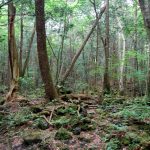 Aokigahara Forest, Japonya