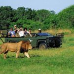 Güney Afrika’da Safari