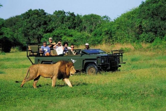Güney Afrika'da Safari