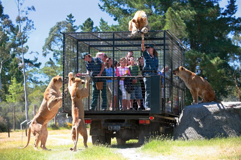 Hayvanların serbest, insanların kafeste olduğu hayvanat bahçesi