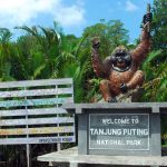 Tanjung Puting Ulusal Parkı