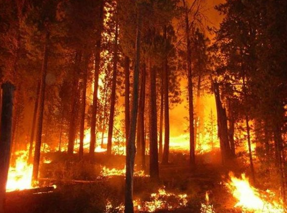 Orman Yangınlarının Sebepleri, Nedenleri, Sonuçları